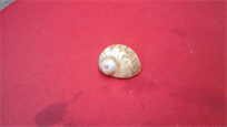 Shark eye seashell, 1 1/8" large